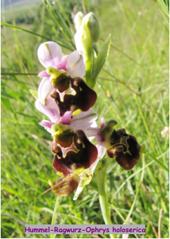 Hummel-Ragwurz-Ophrys holoserica