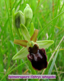 Spinnenragwurz-Ophrys sphegodes