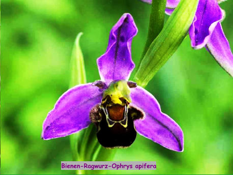 Bienen-Ragwurz-Ophrys apifera